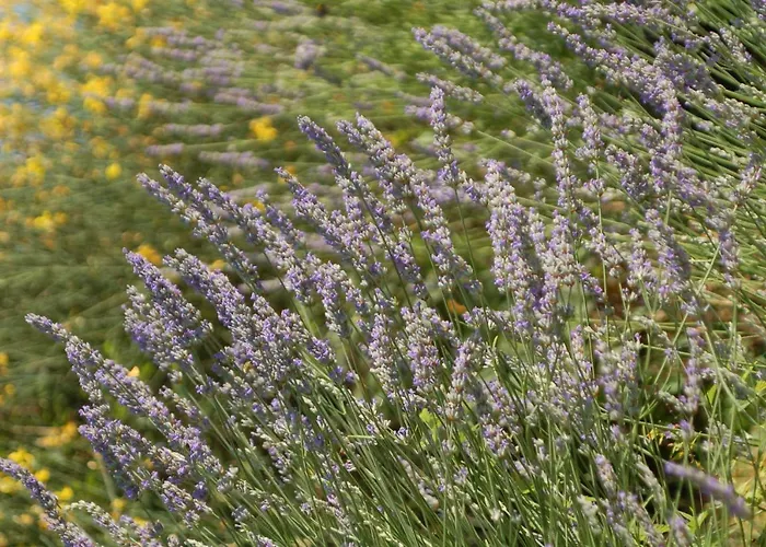 Apartmanhotel La Rocca